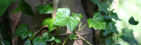 Hedera Helix