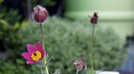 Pulsatilla Nigricans