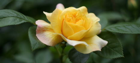 Rosa Damascena