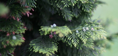 Thuja Occidentalis