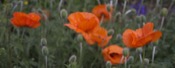 Opium picture