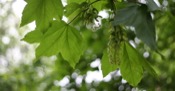 Platanus