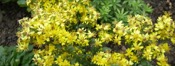 Solidago Virg. aur.