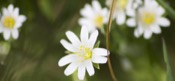 Stellaria Media