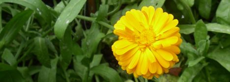 Calendula Officinalis
