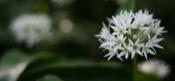 Allium Sativum