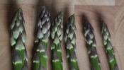 Asparagus Officinalis