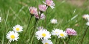 Bellis Perennis