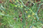 Foeniculum Vulgare