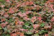 Geranium Maculatum