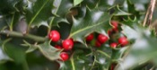 Ilex Aquifolium