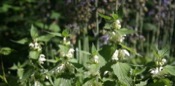 Lamium Album