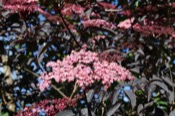 Sambucus Nigra