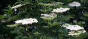 Sambucus Canadensis